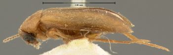 Media type: image;   Entomology 8374 Aspect: habitus lateral view